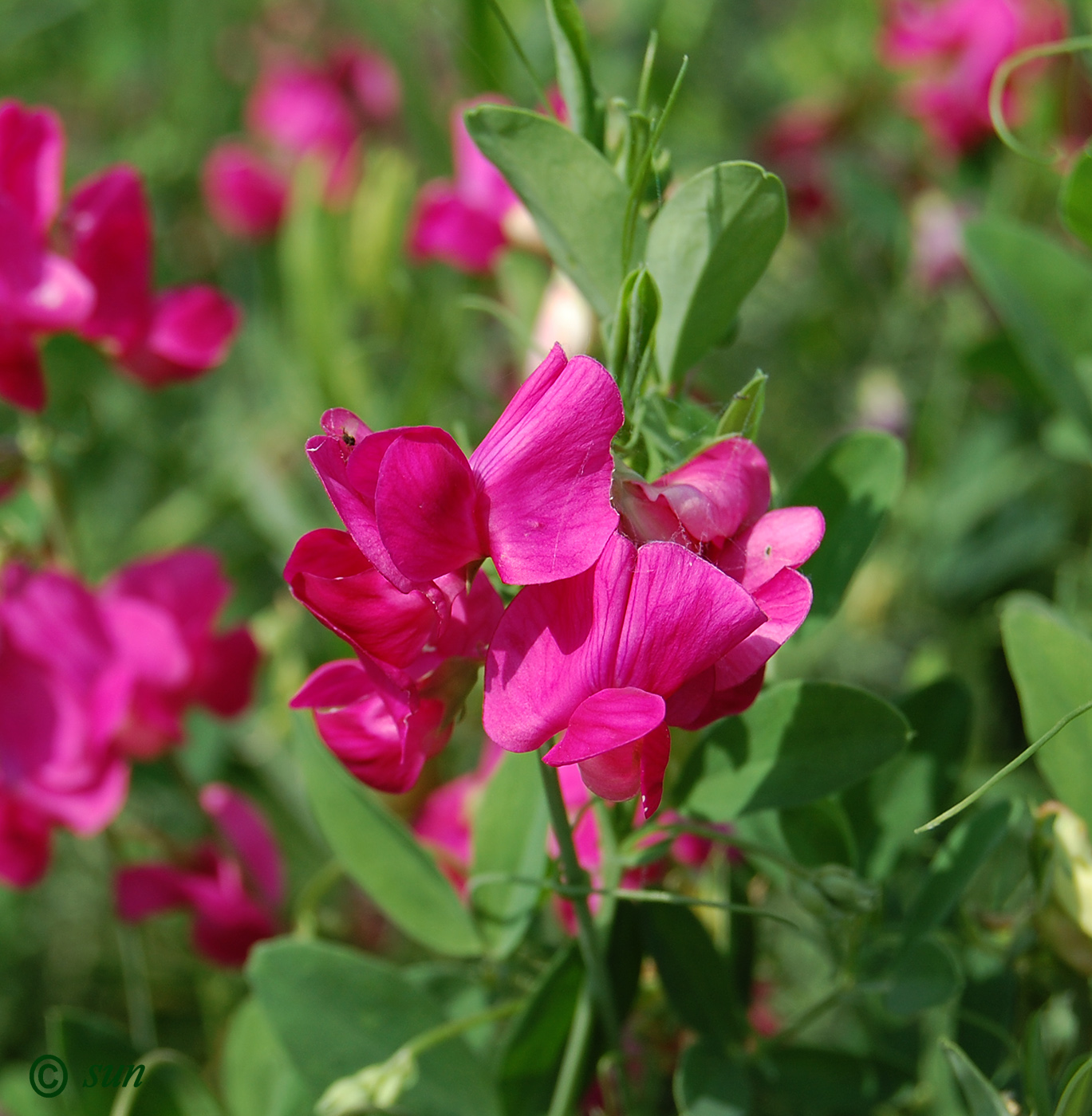 Image of Lathyrus tuberosus specimen.