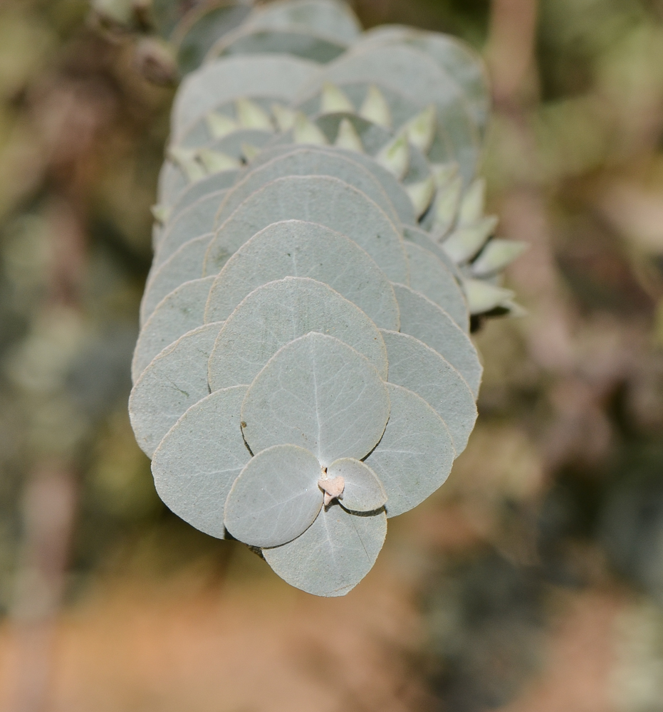 Image of Eucalyptus kruseana specimen.