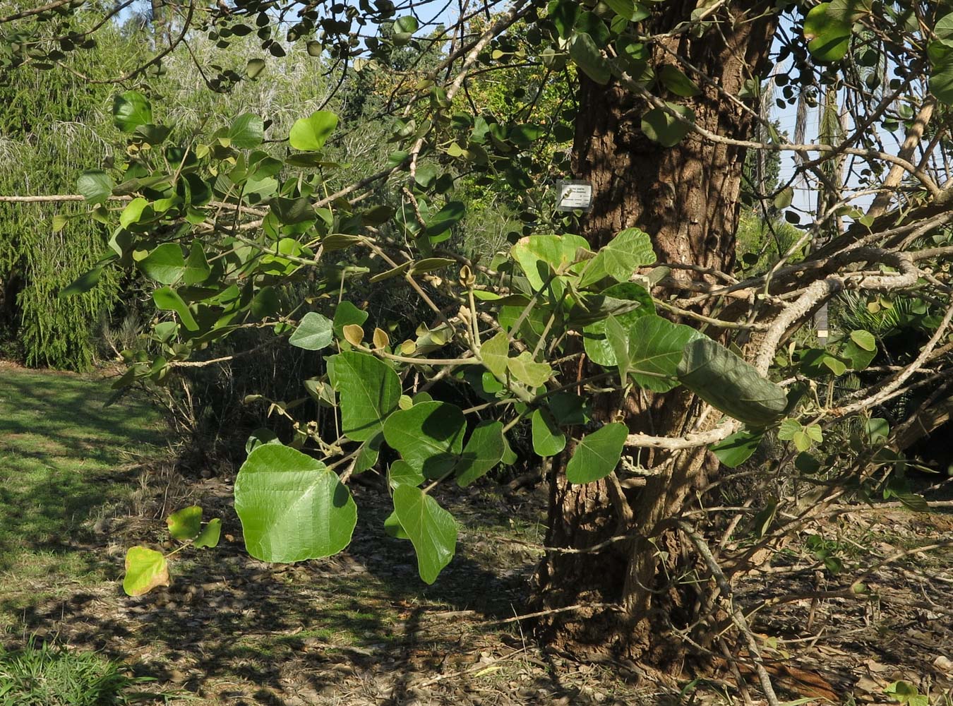 Image of Erythrina abyssinica specimen.