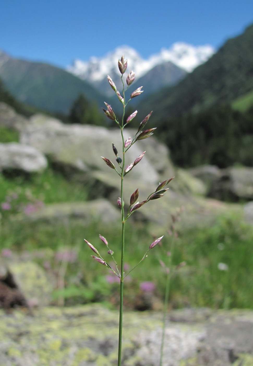 Image of genus Poa specimen.