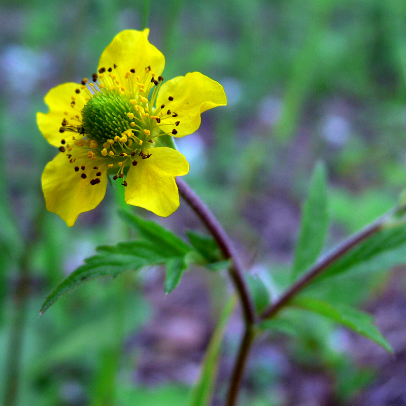 Изображение особи Geum aleppicum.