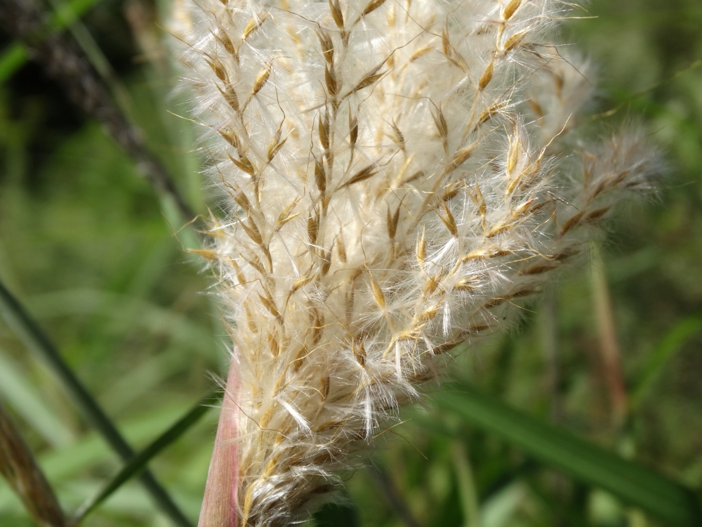 Image of Miscanthus purpurascens specimen.