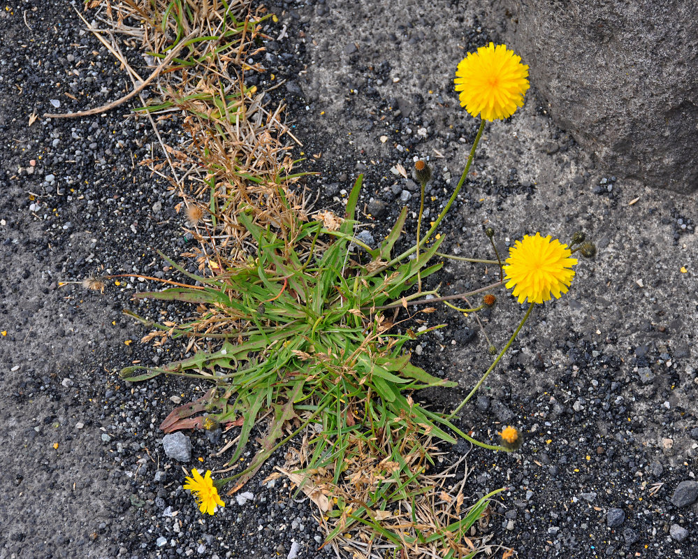 Image of Scorzoneroides autumnalis specimen.