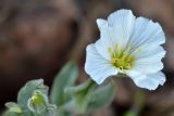 Cerastium lithospermifolium. Цветок. Казахстан, Алматинская обл., Заилийский Алатау, хр. Горельник, в р-не пер. Титова, 3400 м н.у.м. 29.08.2016.