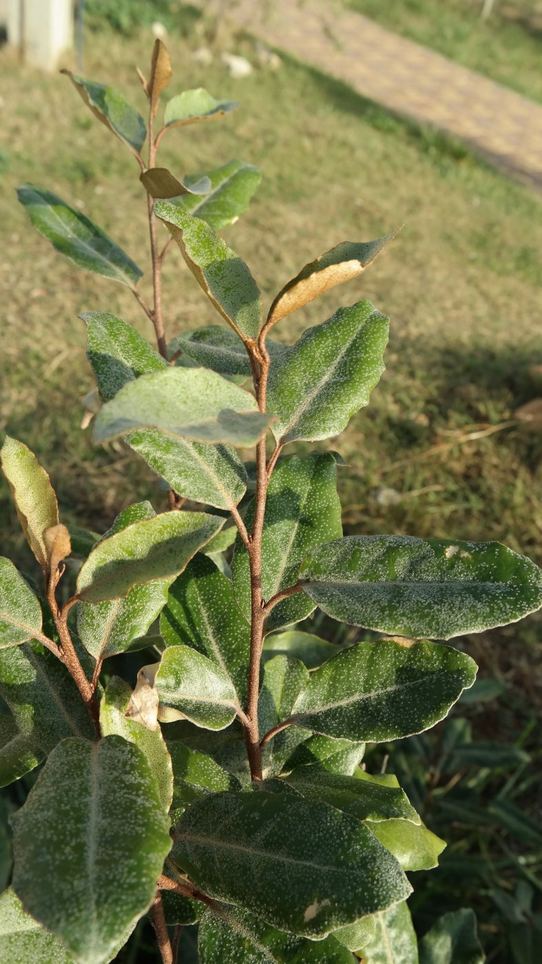 Image of genus Elaeagnus specimen.