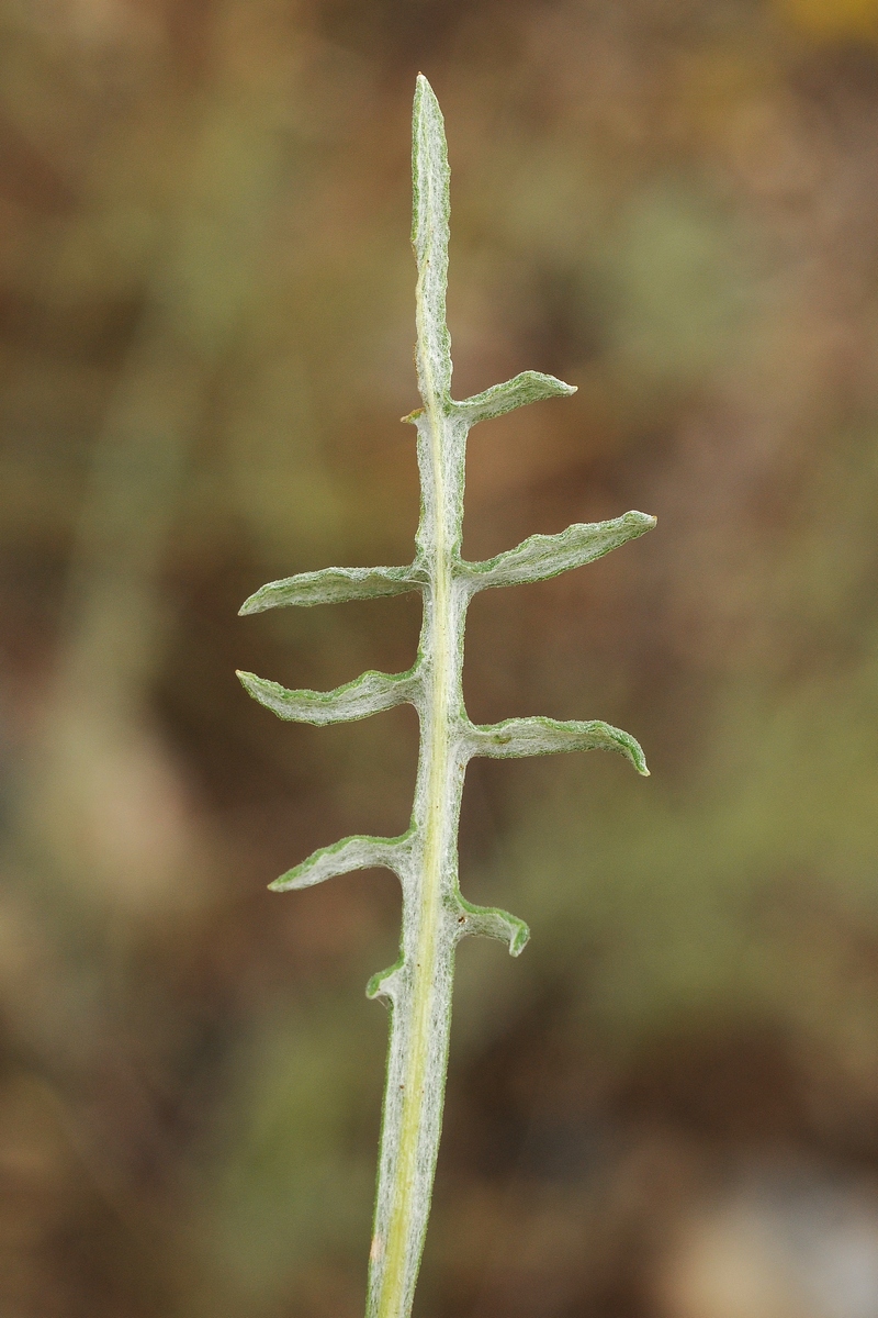 Image of Jurinea multiloba ssp. aulieatensis specimen.