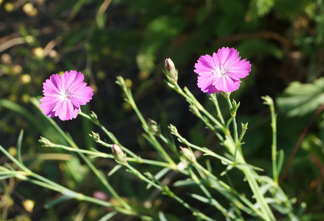 Image of Dianthus versicolor specimen.