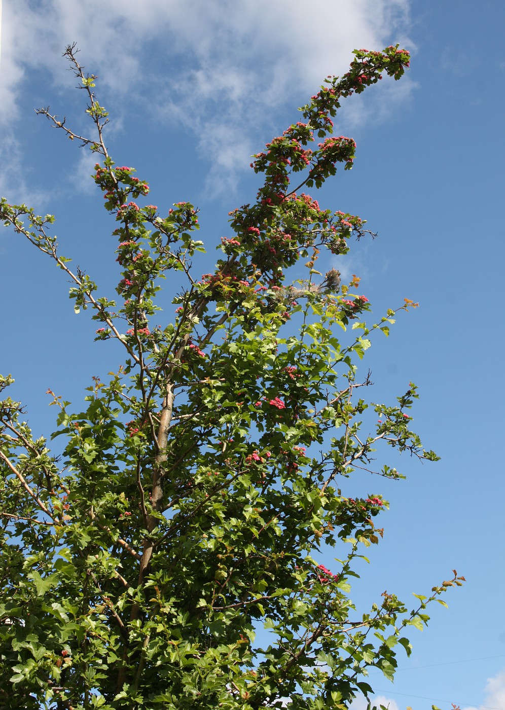 Изображение особи Crataegus &times; media.