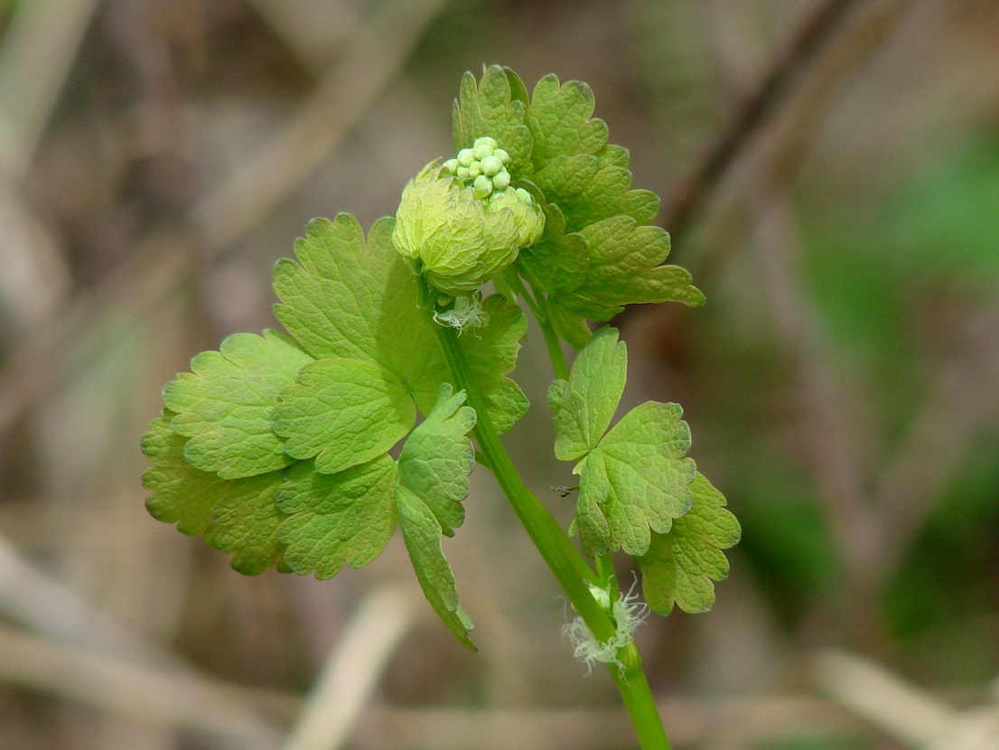 Изображение особи Thalictrum baicalense.