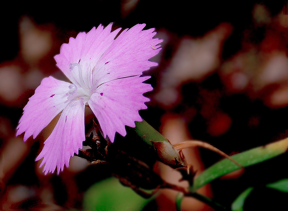 Image of Dianthus caucaseus specimen.