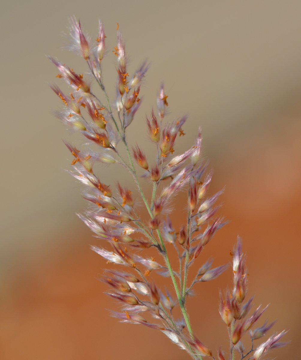 Image of Melinis nerviglumis specimen.