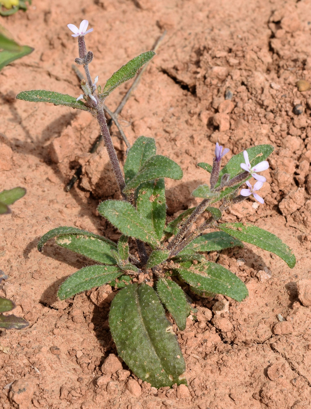 Image of Strigosella africana specimen.