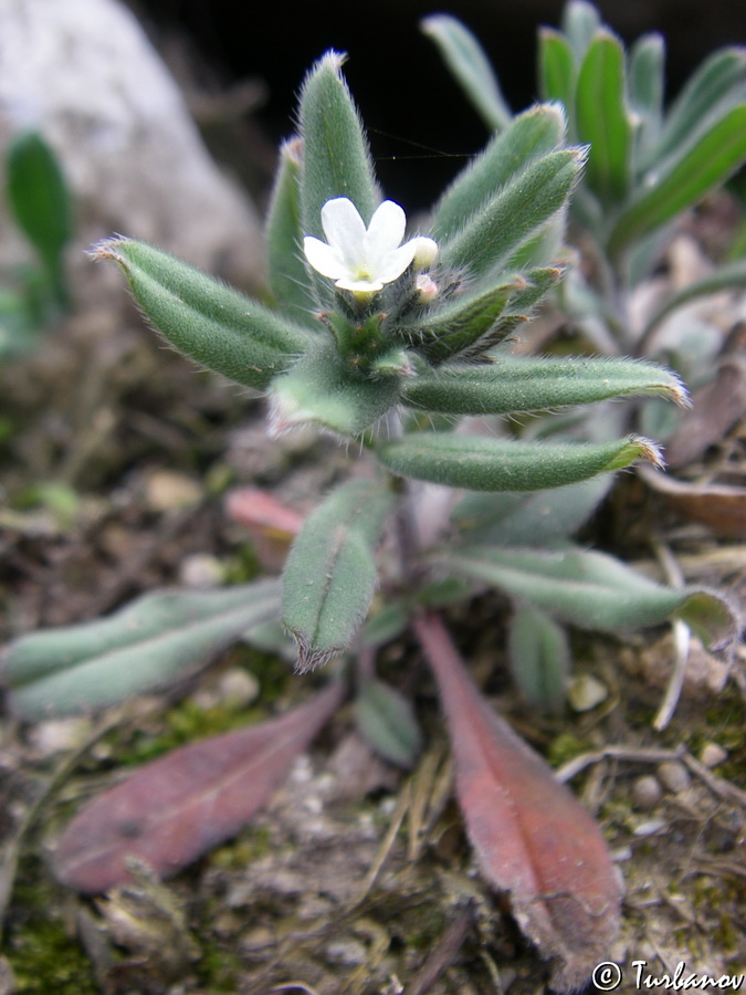 Image of Buglossoides arvensis specimen.