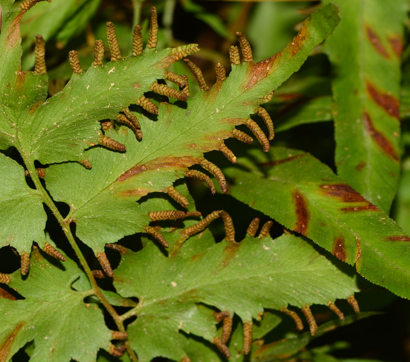 Image of Lygodium polystachyum specimen.