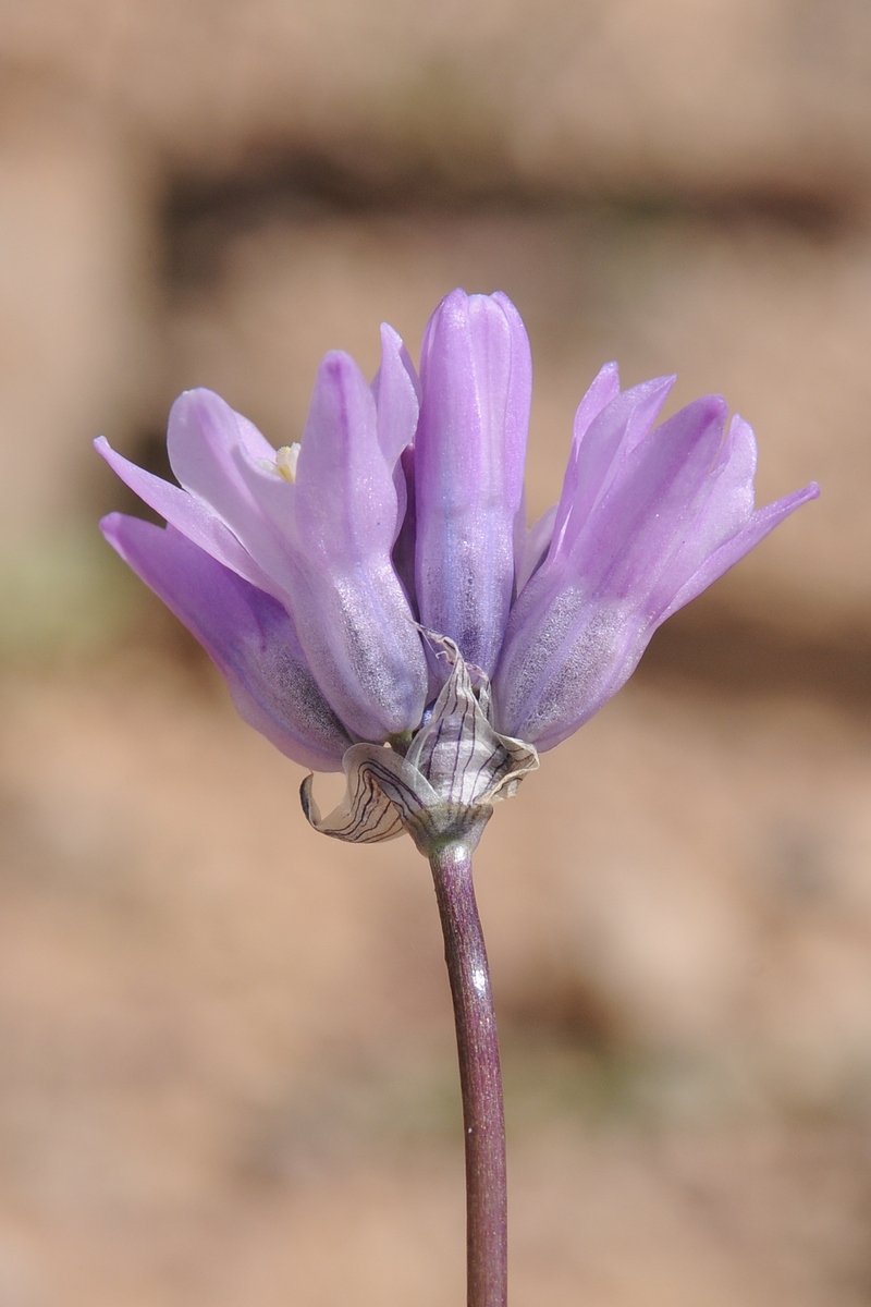 Image of Dichelostemma capitatum ssp. pauciflorum specimen.