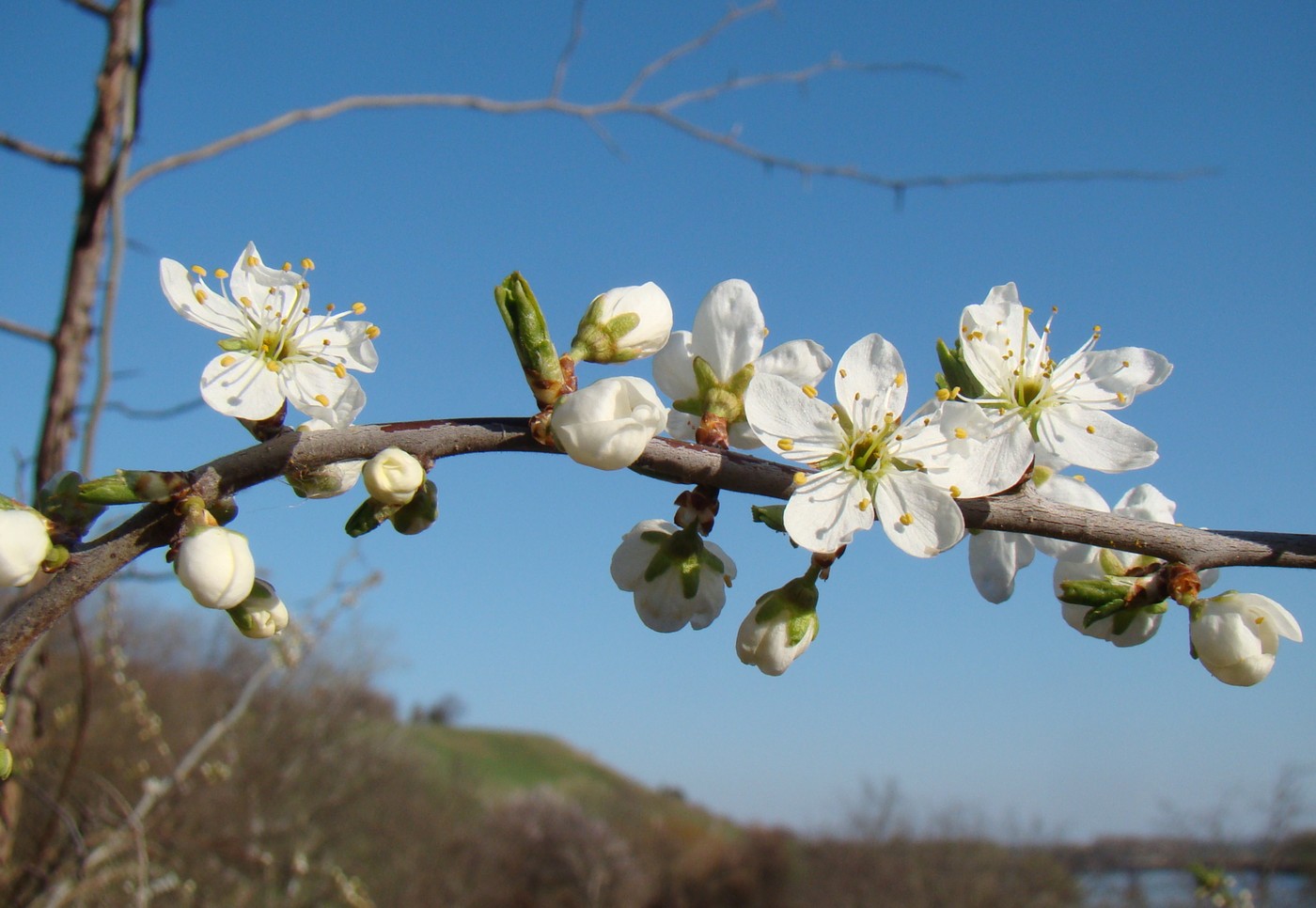 Image of Prunus stepposa specimen.