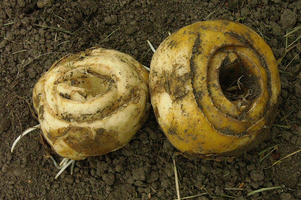 Image of Fritillaria imperialis specimen.