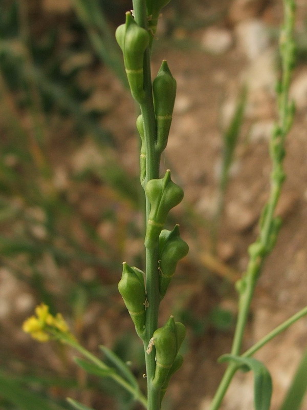 Image of Myagrum perfoliatum specimen.