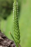 Phleum paniculatum