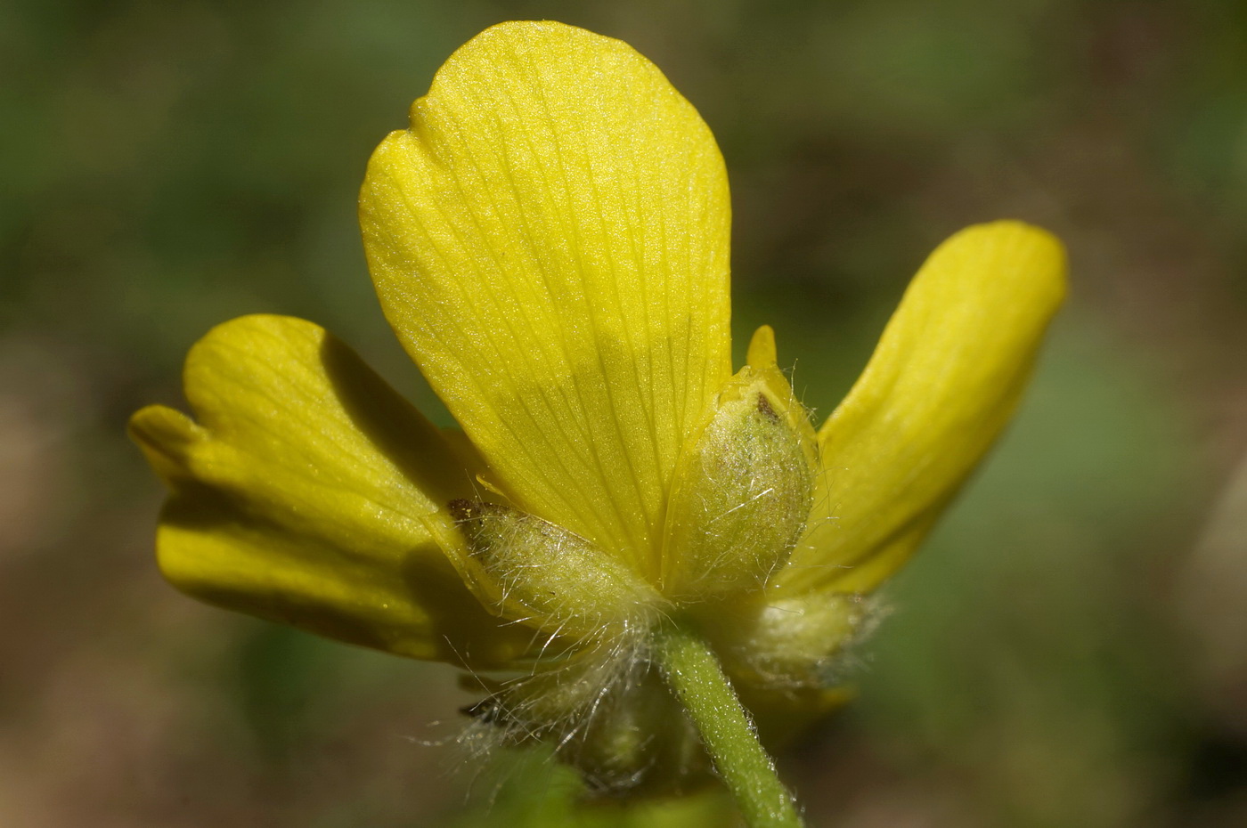 Изображение особи Ranunculus crimaeus.