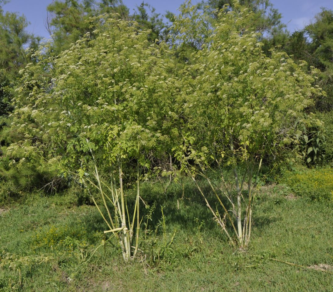 Изображение особи Conium maculatum.