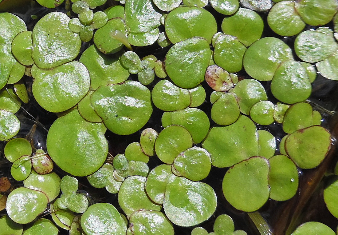 Image of Spirodela polyrhiza specimen.