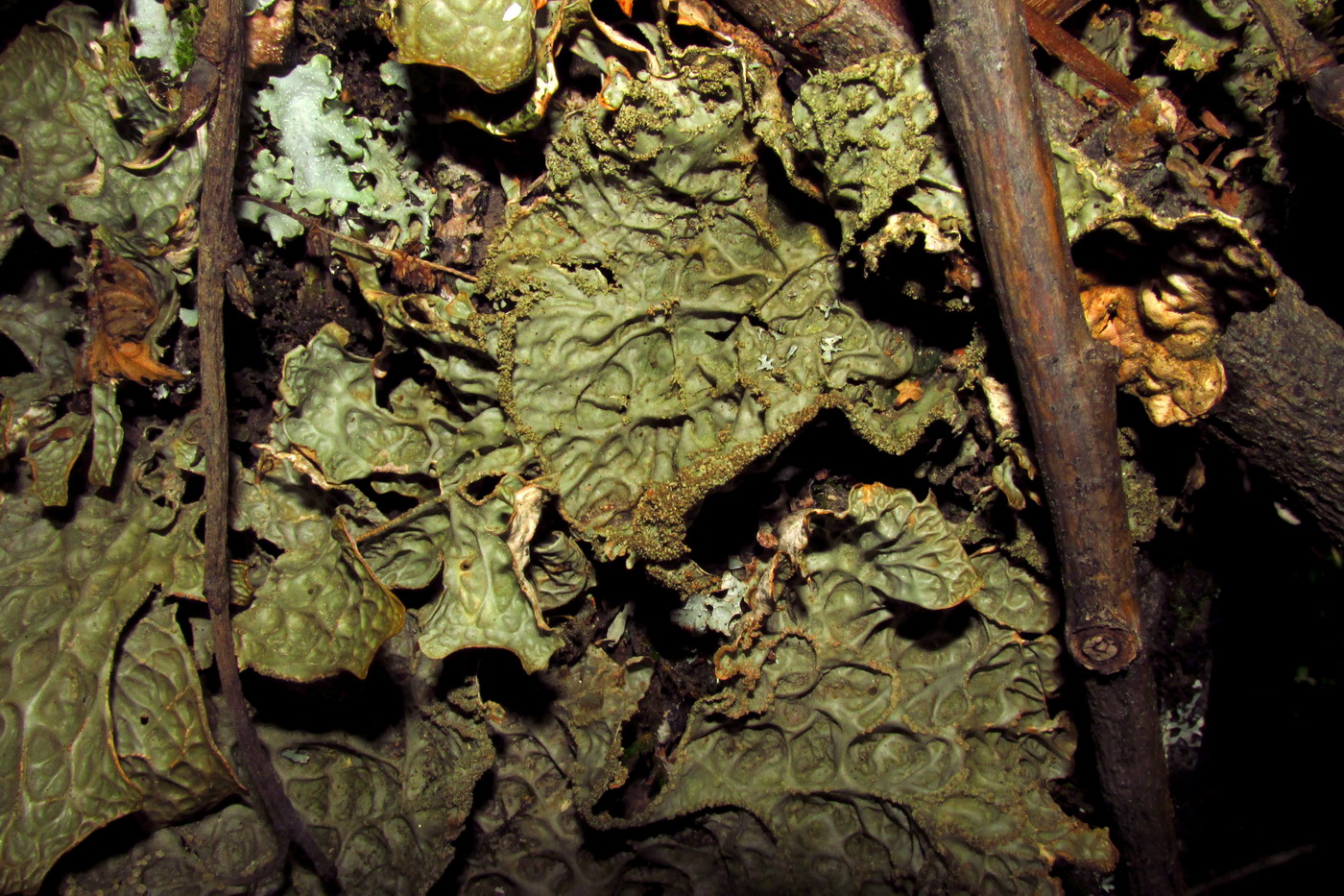 Image of Lobaria sajanensis specimen.