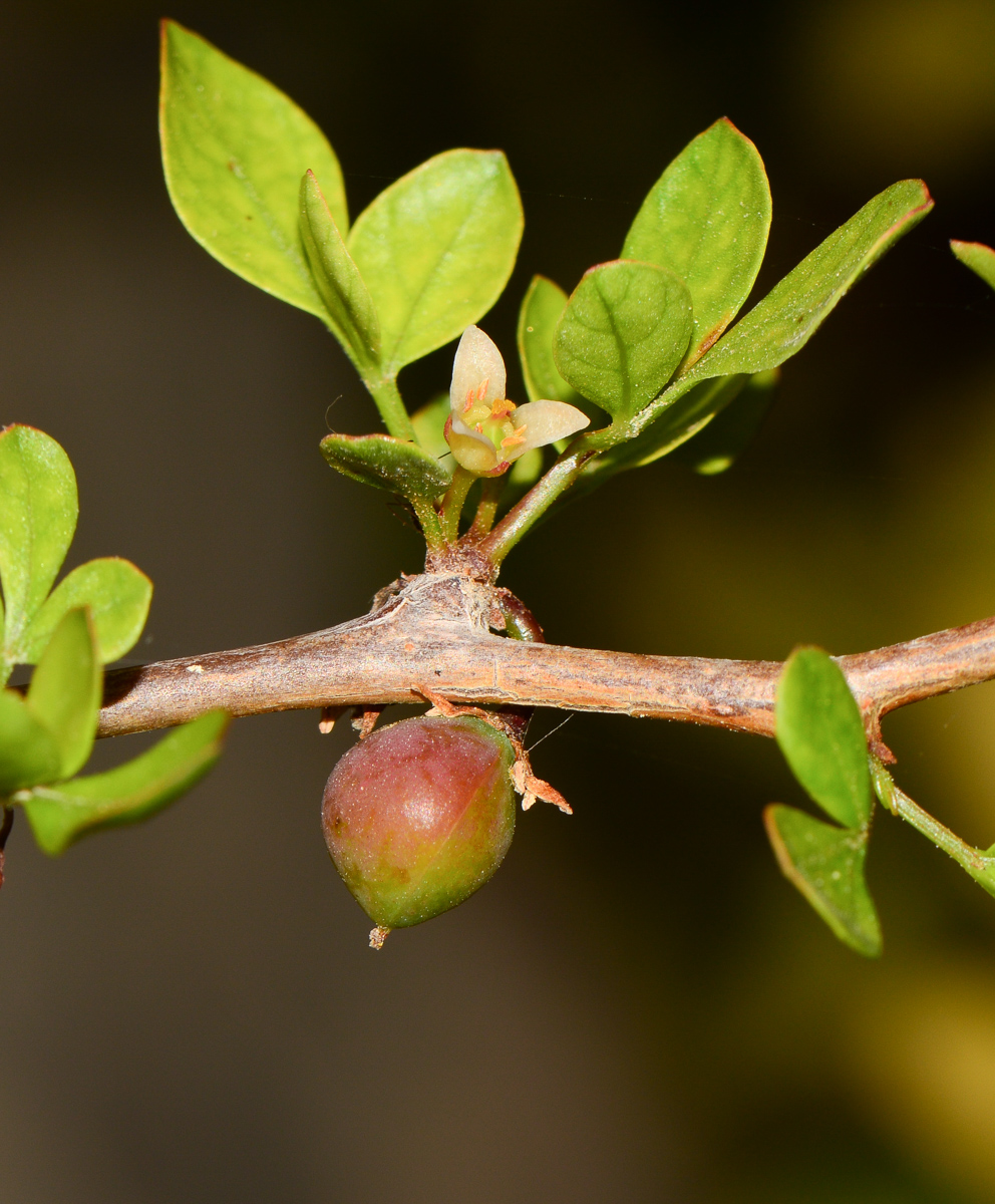 Image of Commiphora gileadensis specimen.