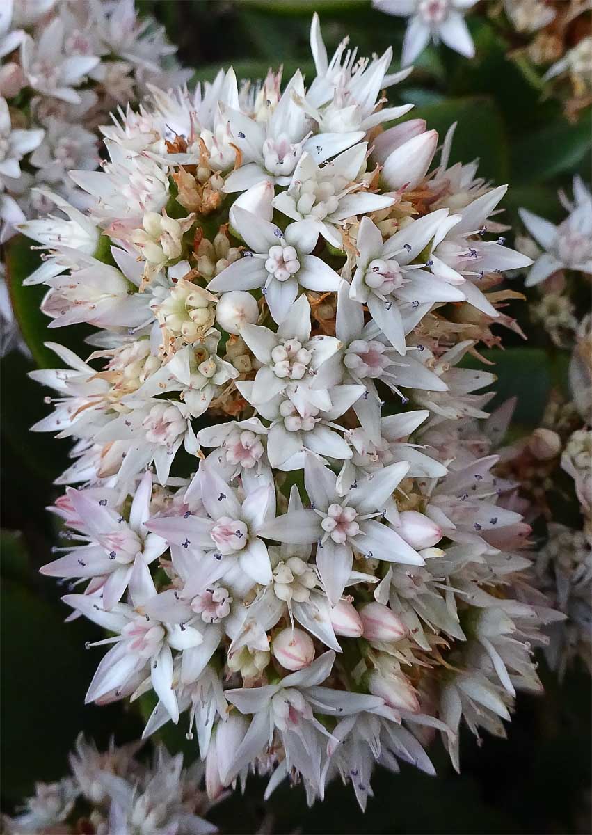 Image of Crassula ovata specimen.