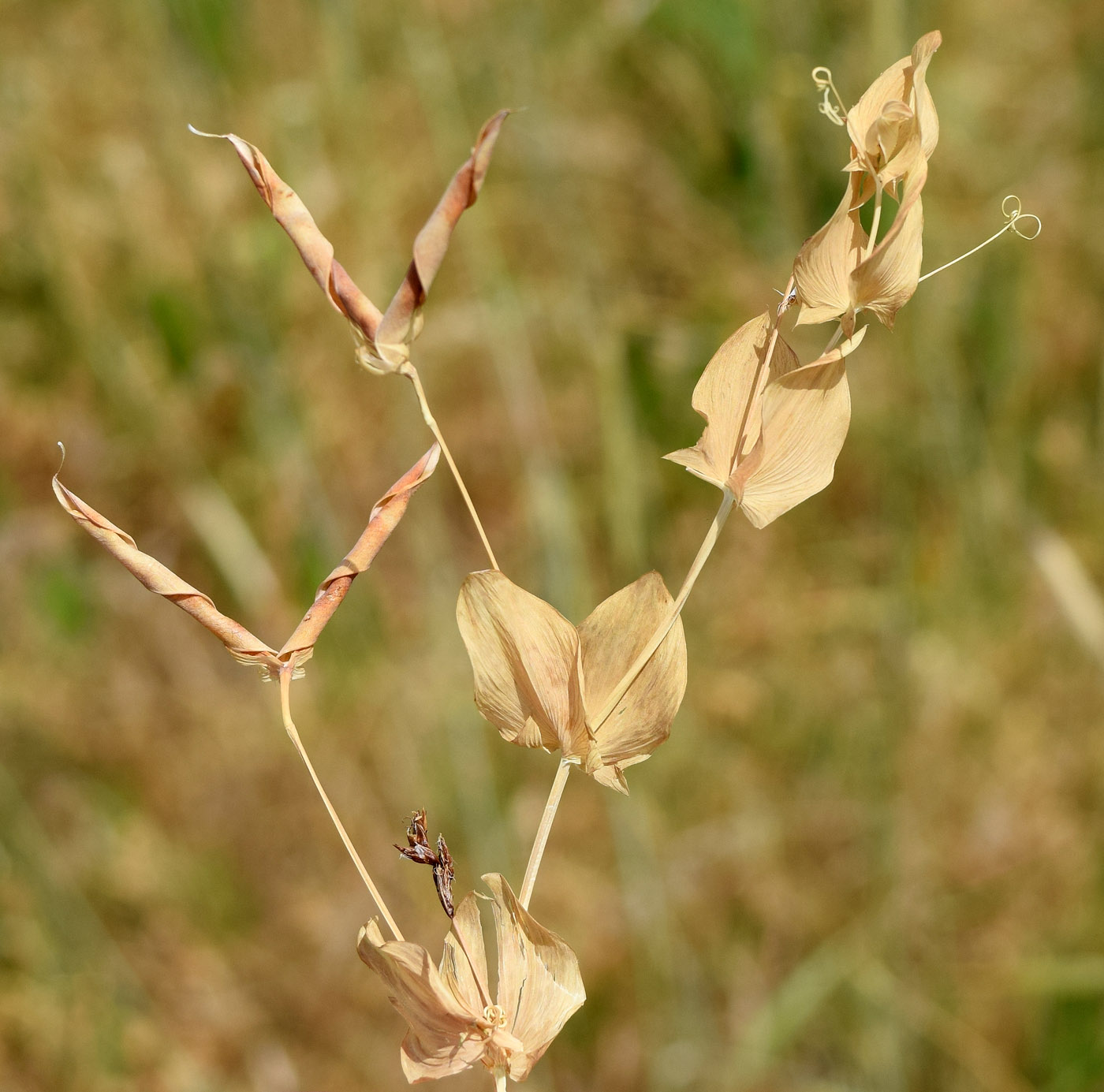 Image of Lathyrus aphaca specimen.