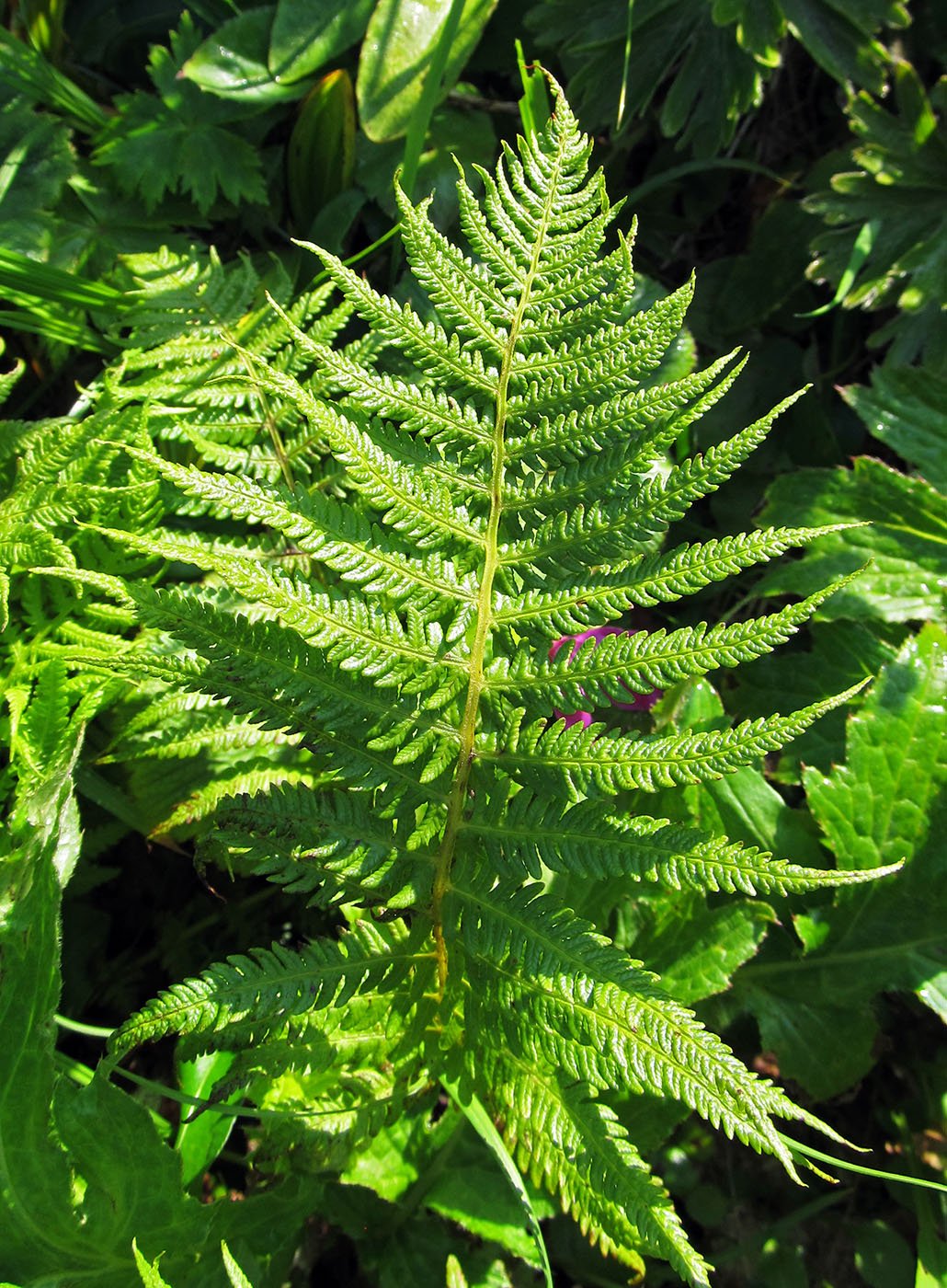 Image of Oreopteris quelpaertensis specimen.