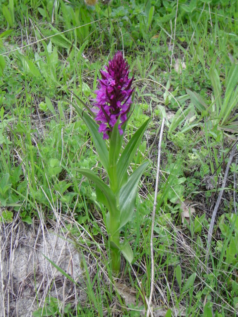 Image of Dactylorhiza osmanica specimen.