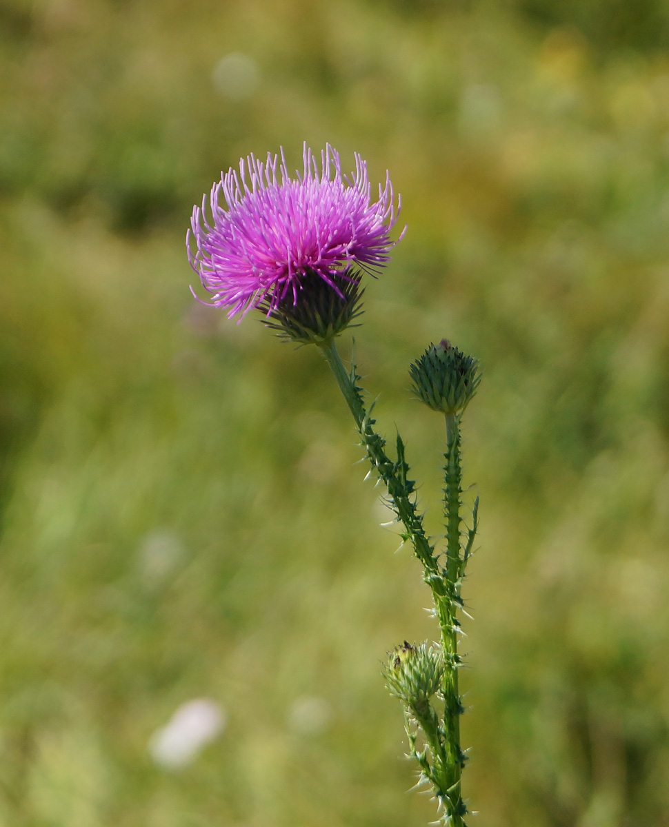 Изображение особи Carduus acanthoides.