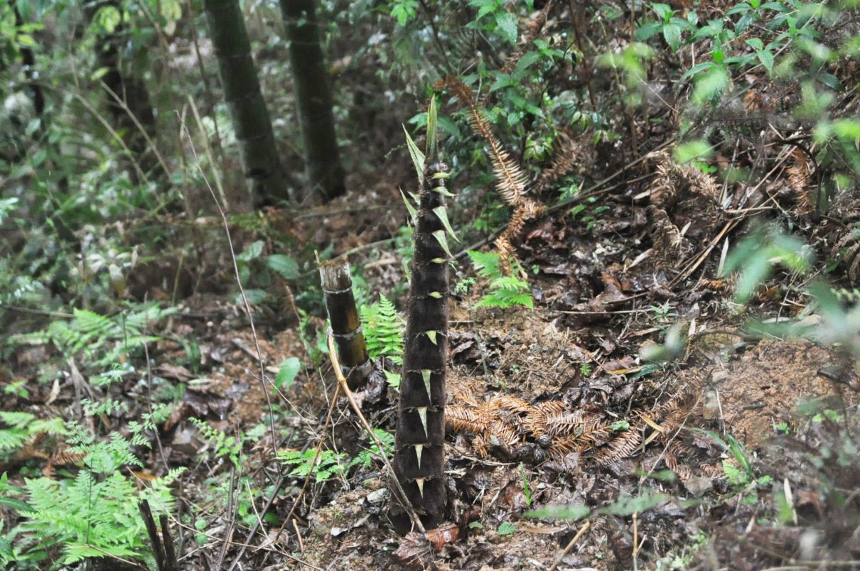 Image of familia Poaceae specimen.