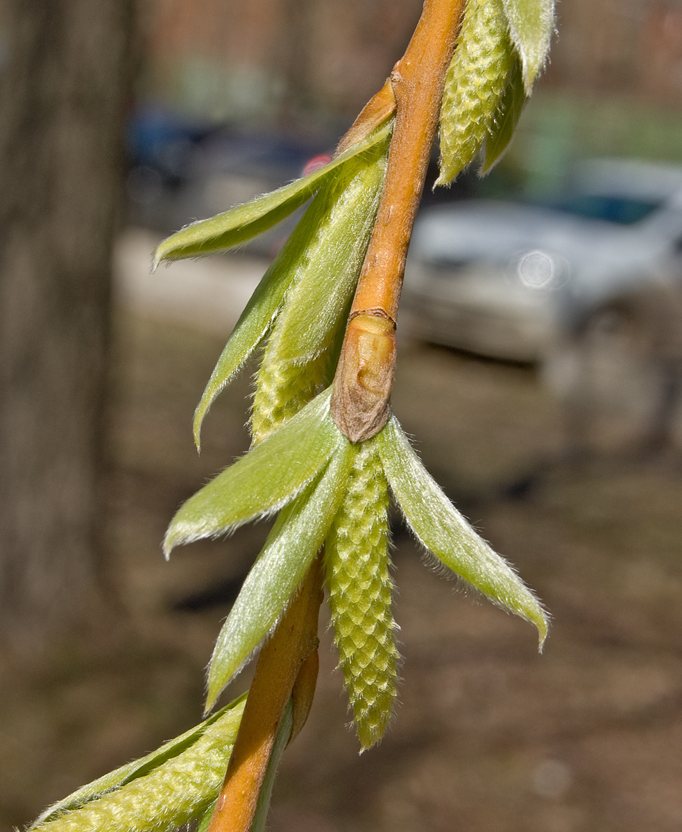 Image of genus Salix specimen.