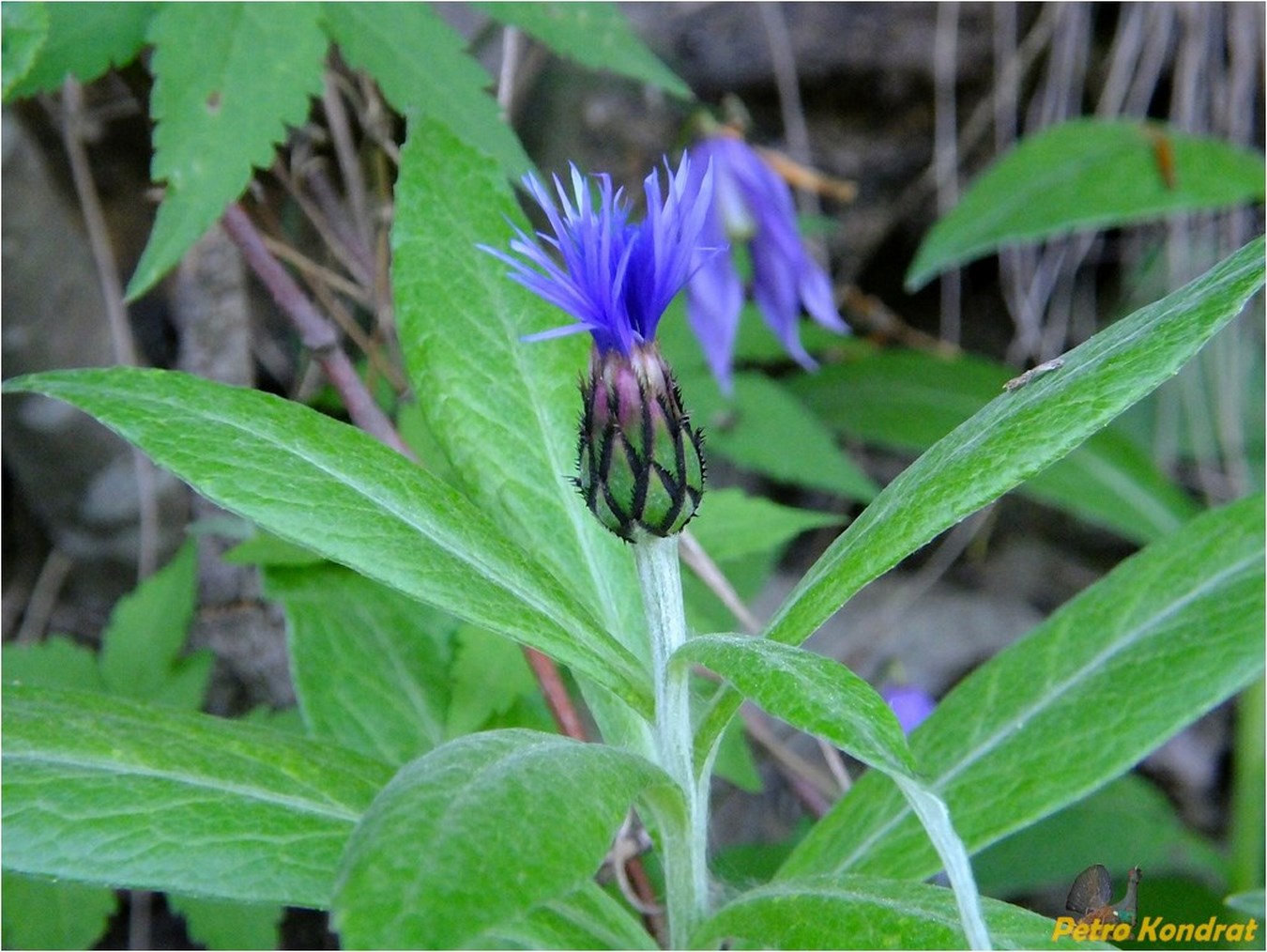 Image of Centaurea mollis specimen.