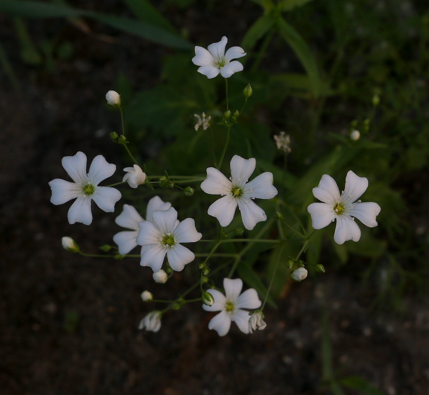 Image of Gypsophila elegans specimen.