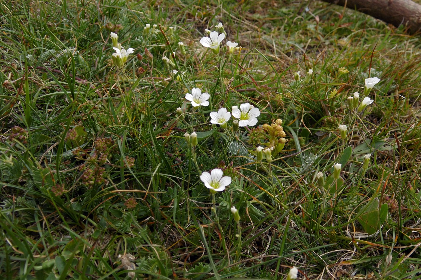 Image of Minuartia circassica specimen.