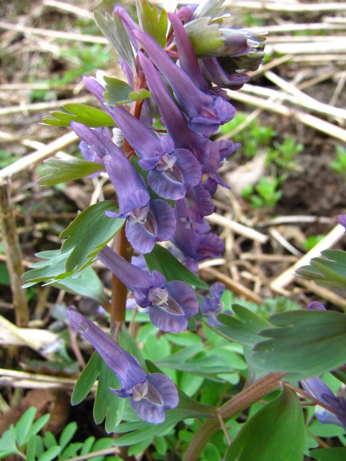 Изображение особи Corydalis solida.