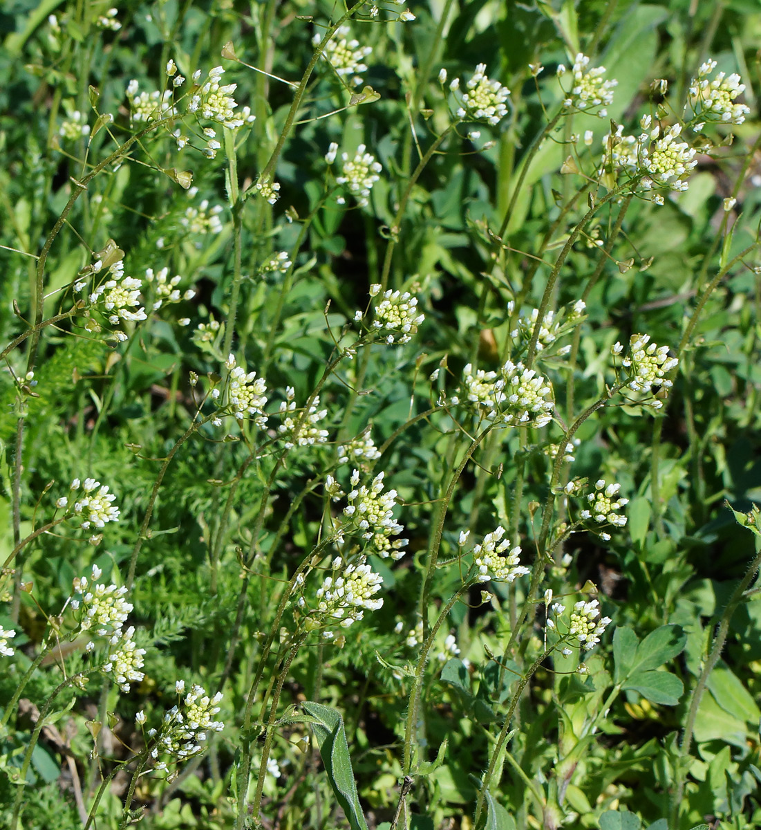 Image of Capsella bursa-pastoris specimen.