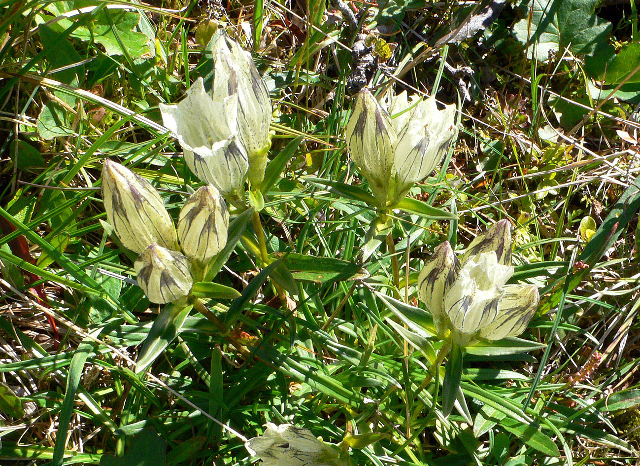 Image of Gentiana algida specimen.