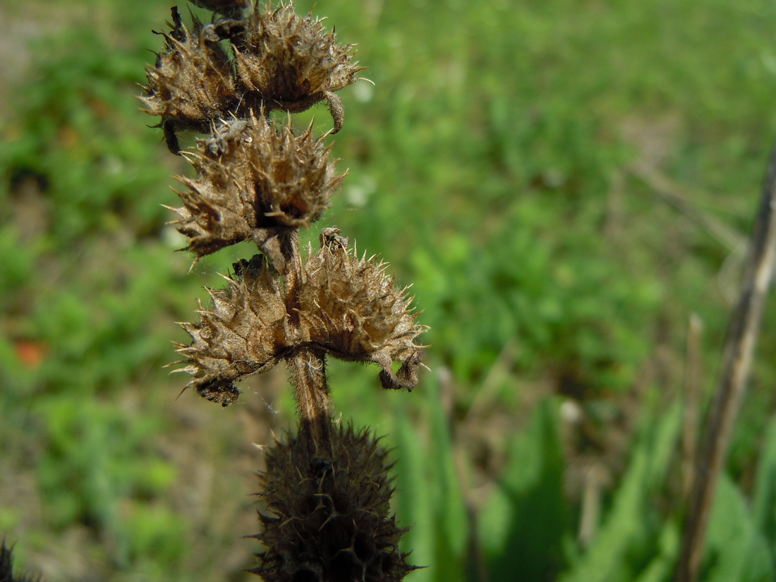 Изображение особи Betonica officinalis.