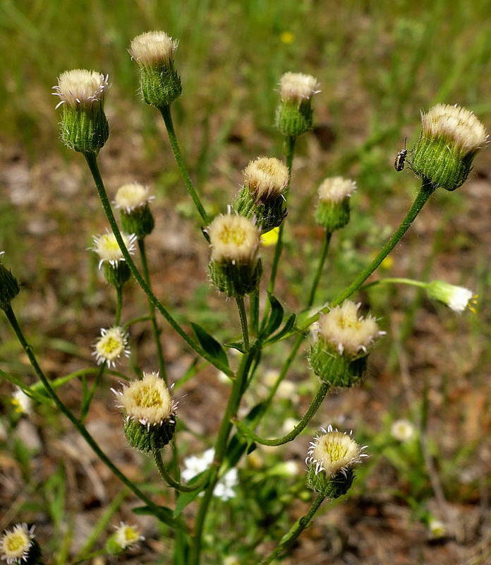 Изображение особи род Erigeron.