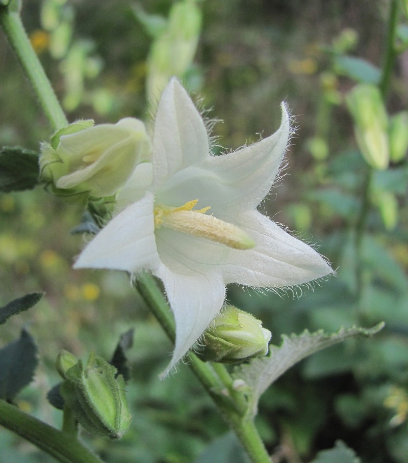 Image of Campanula alliariifolia specimen.