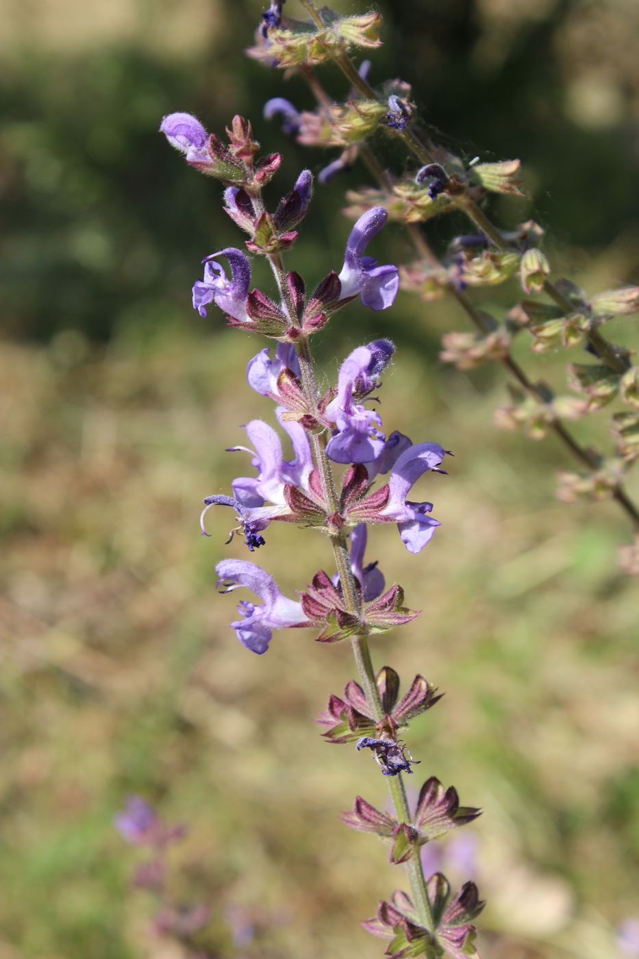 Image of Salvia virgata specimen.