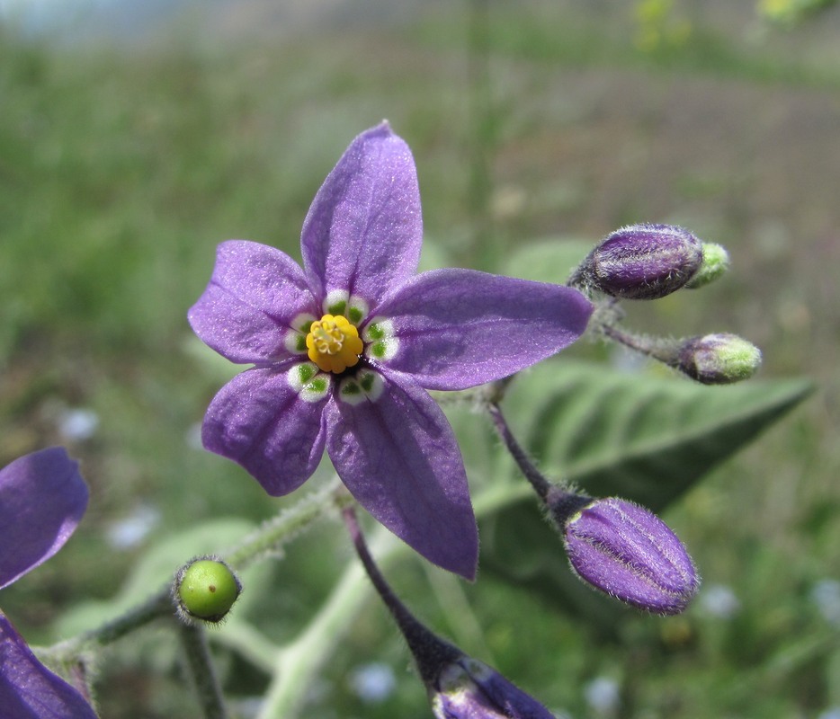 Изображение особи Solanum pseudopersicum.