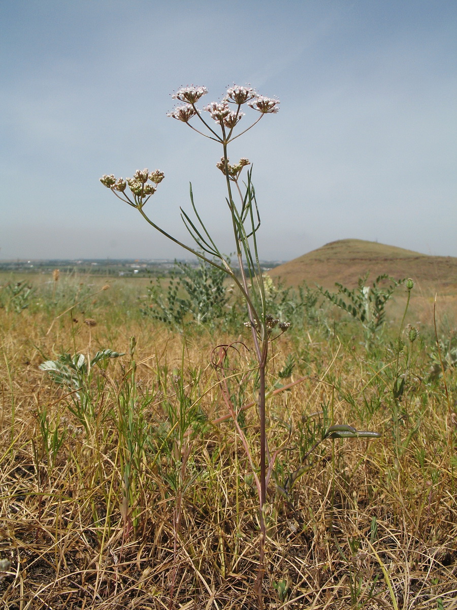 Изображение особи семейство Apiaceae.