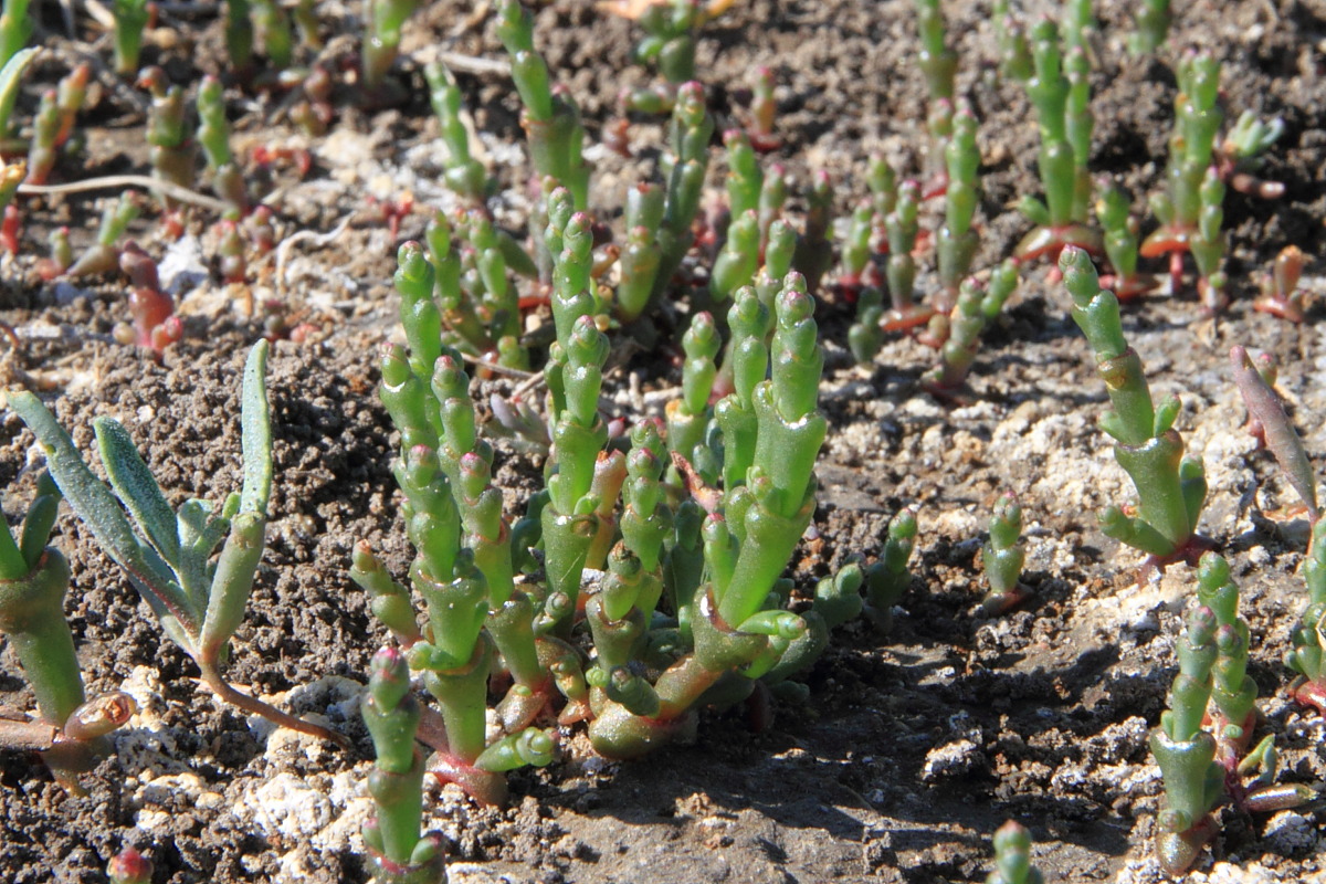 Image of Salicornia perennans specimen.