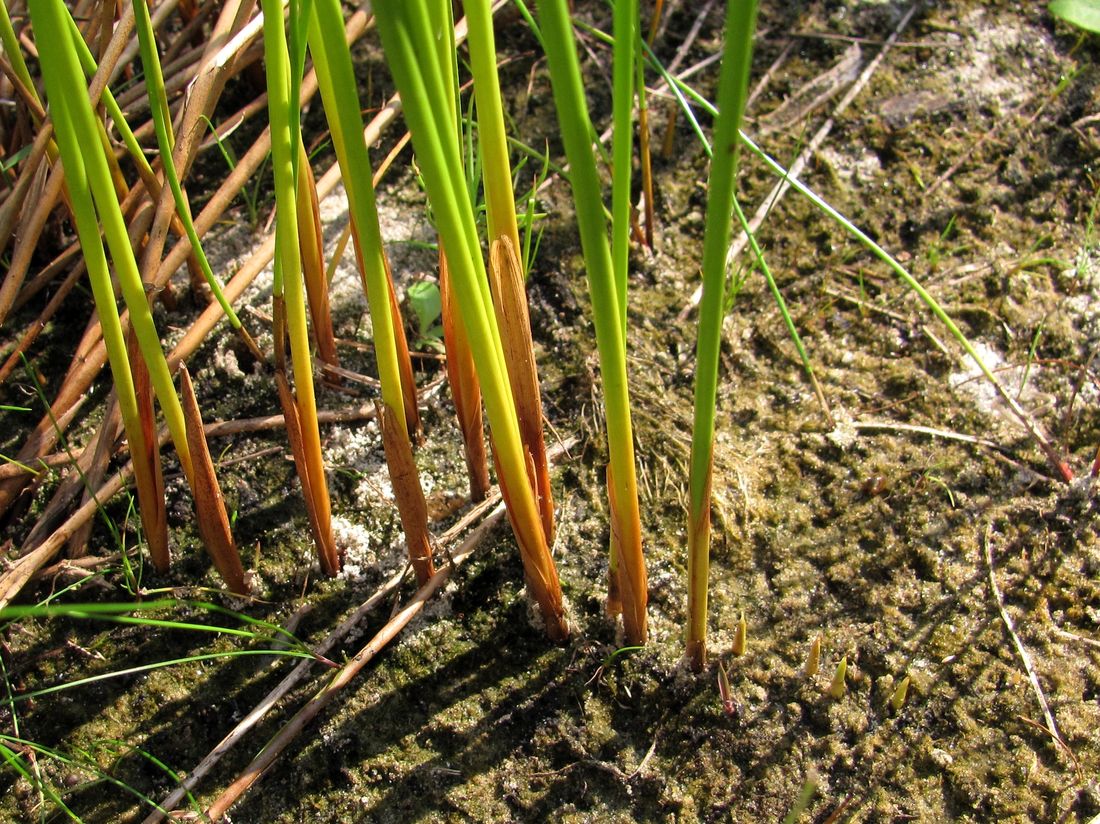 Image of Juncus balticus specimen.