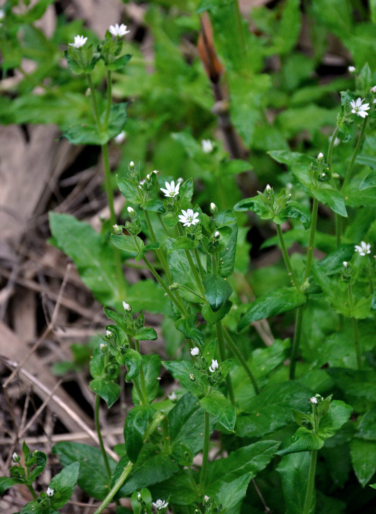 Image of Stellaria nemorum specimen.